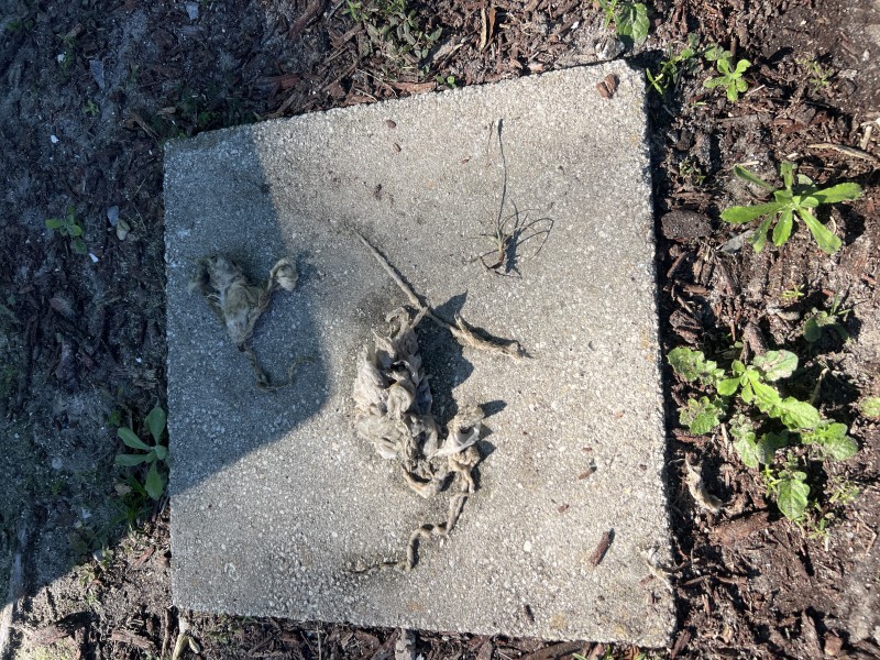 Non-flushable debris removed from the drain cable during branch line stoppage clearing, Zephyrhills, FL, December 29, 2025
