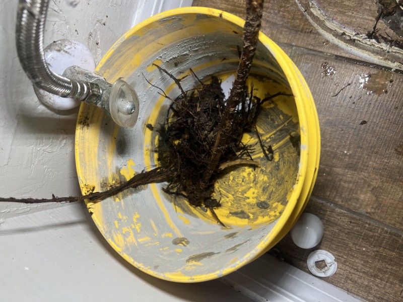 Roots and debris removed from the branch drain line after snaking, collected in a bucket, Plant City, FL, December 24, 2025